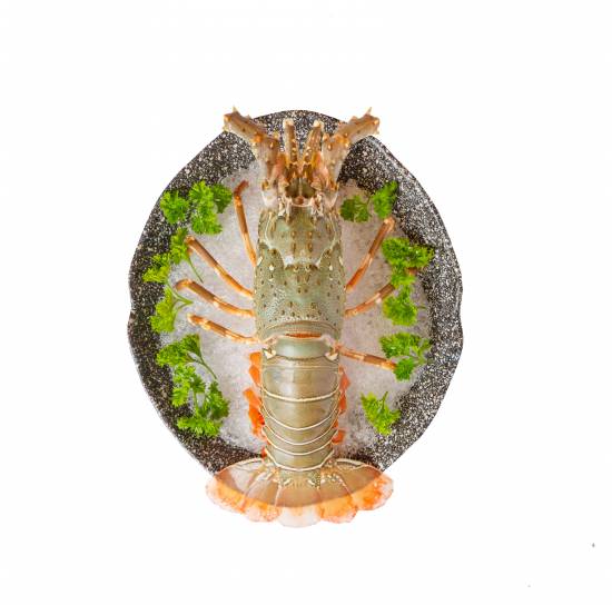 Lobster