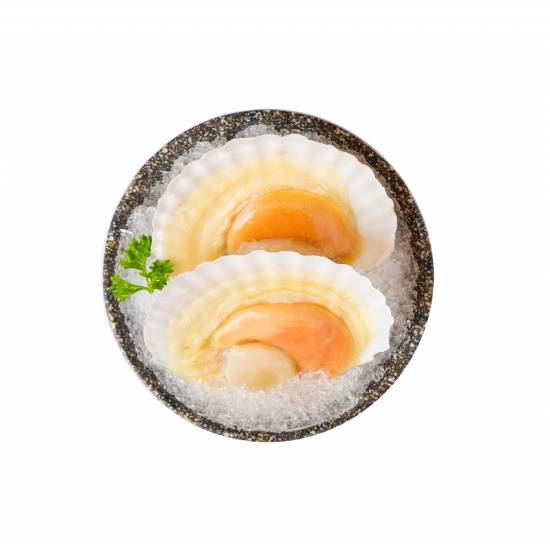 Scallop